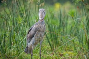 Majestic shoebill standing quietly in Uganda's peaceful papyrus wetland at sunrise patiently