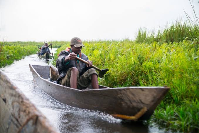 What Losing Mabamba Swamp Would Mean for the Shoebill
