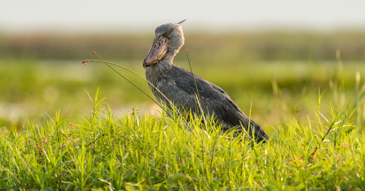 Shoebill standing quietly among papyrus reeds in Uganda's peaceful wetland during sunrise birdwatching.