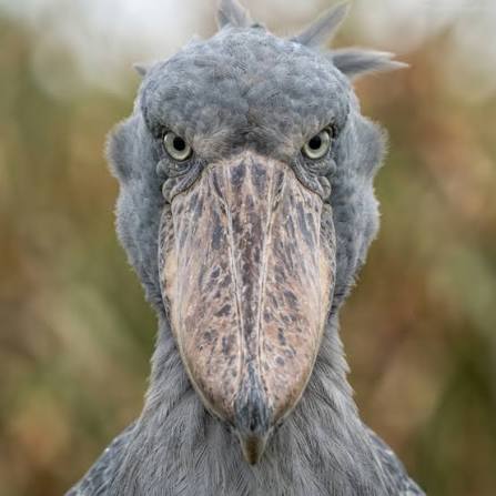 Why Shoebills Stand Still for Hours It's Not Laziness