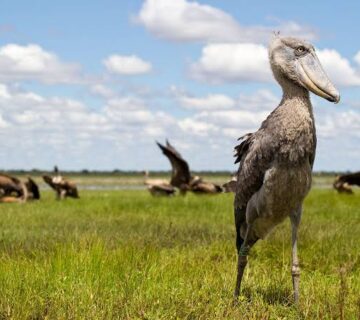 Why the Shoebill Is Vanishing From Africa's Wetlands
