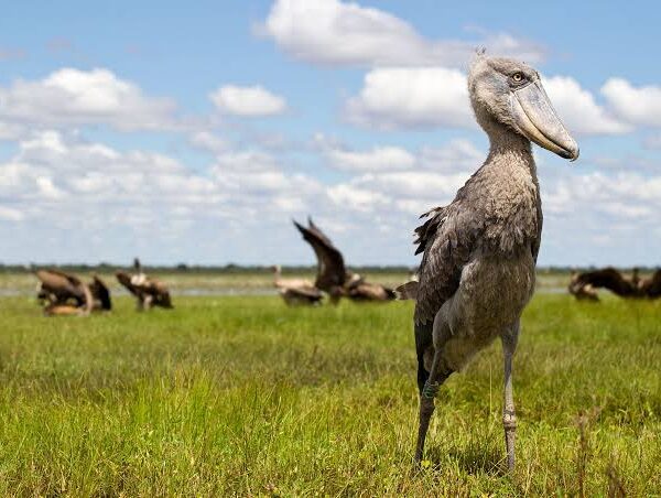 Why the Shoebill Is Vanishing From Africa's Wetlands
