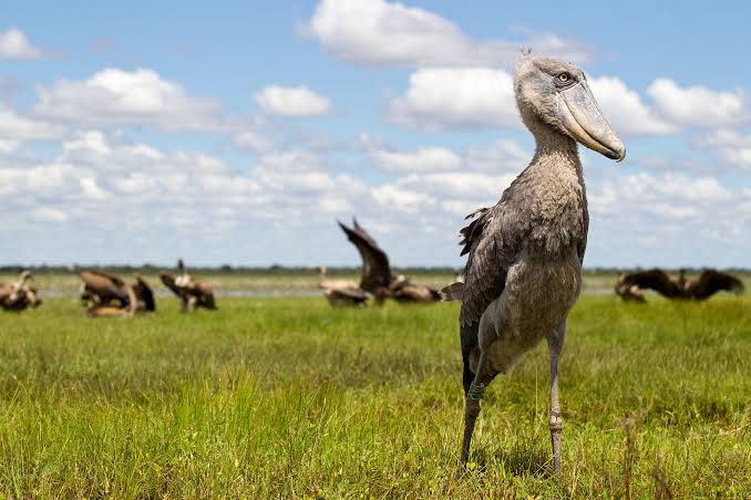 Why the Shoebill Is Vanishing From Africa's Wetlands