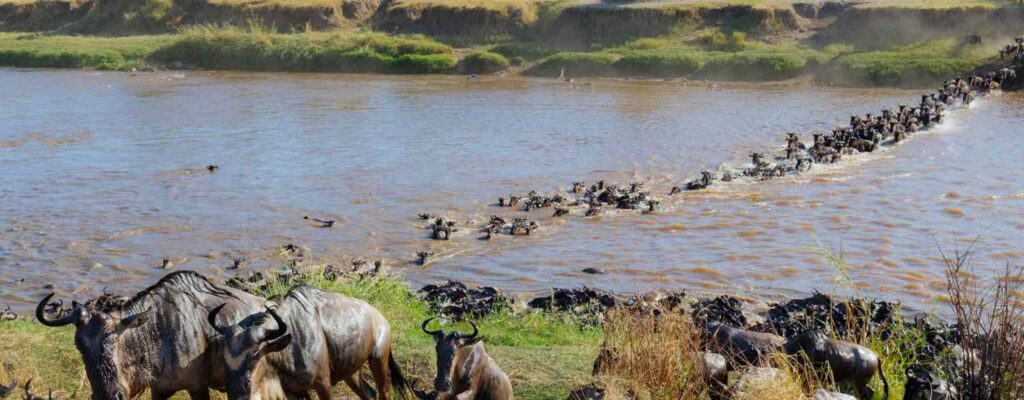 wildebeest migration2