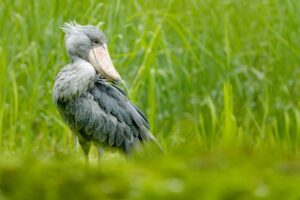 Wildlife photographer patiently observing distant birds through 200mm zoom lens beside peaceful wetland at sunrise