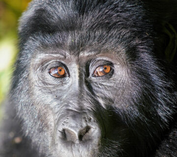 Mountain gorilla, Congo gorilla trekking best time to go