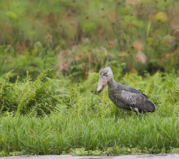 10 Facts That'll Make You Obsessed With Shoebills