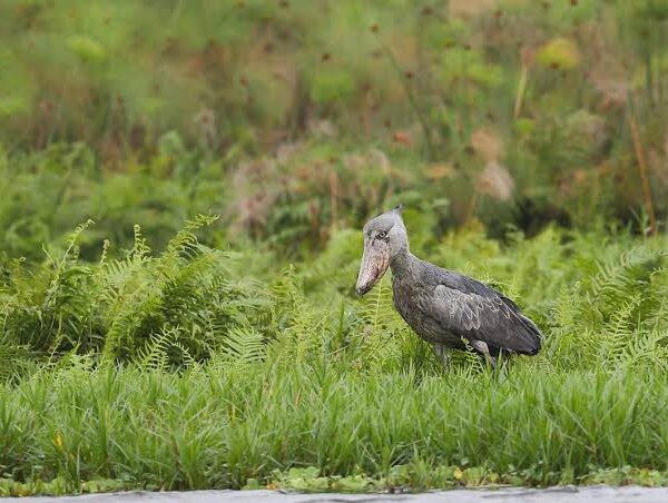 10 Facts That'll Make You Obsessed With Shoebills