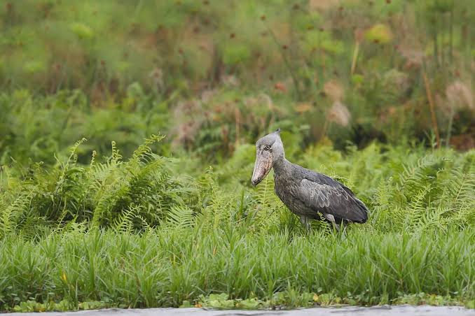 10 Facts That'll Make You Obsessed With Shoebills