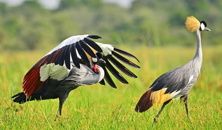 Uganda wetlands showcase diverse bird species across beautiful papyrus habitats during morning birdwatching.