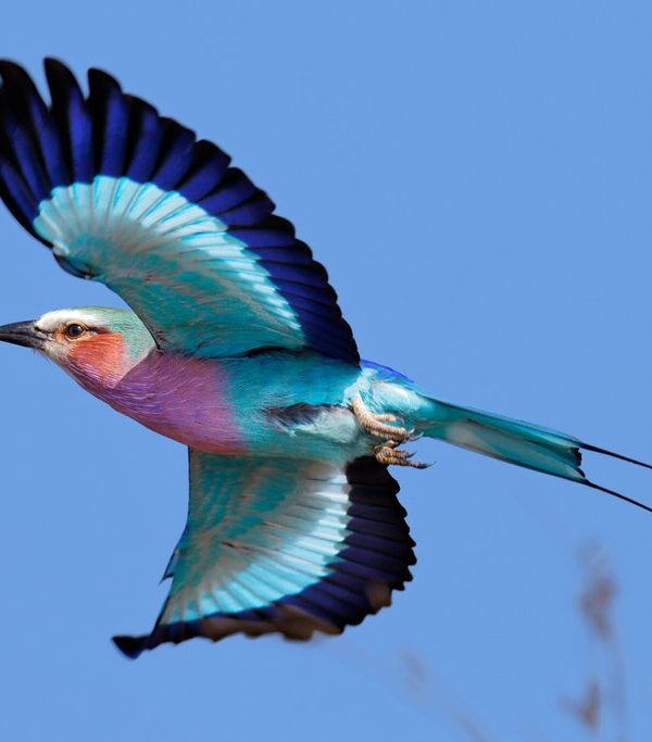 A Two Week Birding Safari Itinerary Through Kenya