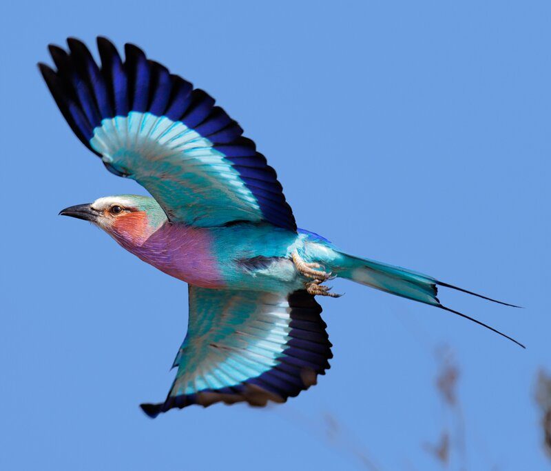 2-week-itenerary-for-birding A Two-Week Birding Safari Itinerary Through Kenya
