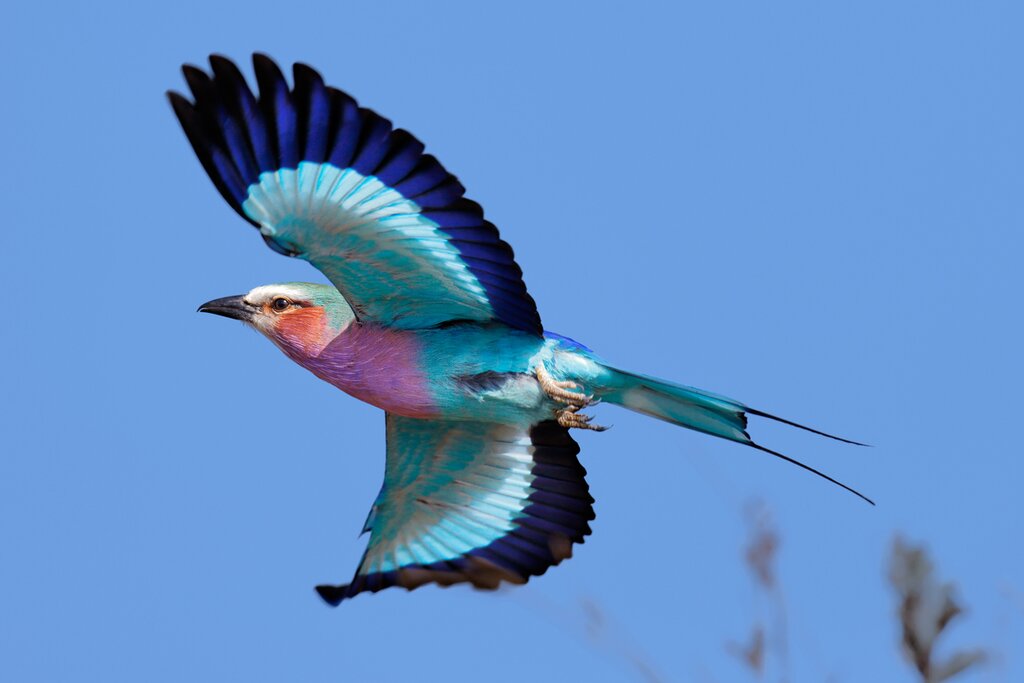 A Two Week Birding Safari Itinerary Through Kenya