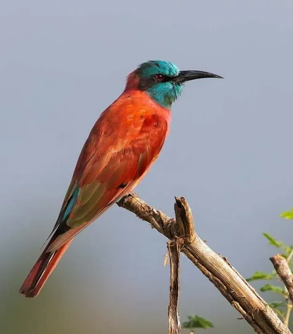 Rwenzori Mountains Birding: Trekking for Turacos