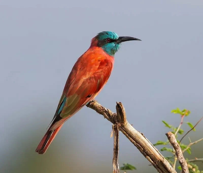 20-must-see-birds Rwenzori Mountains Birding: Trekking for Turacos