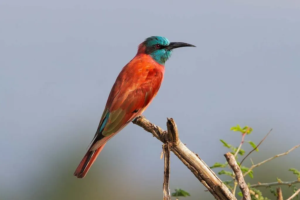 Rwenzori Mountains Birding: Trekking for Turacos