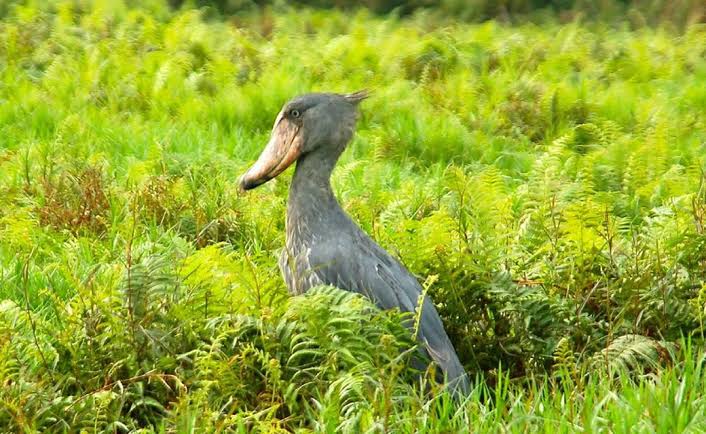 Shoebill standing quietly among papyrus wetlands during an early morning canoe excursion in Uganda.