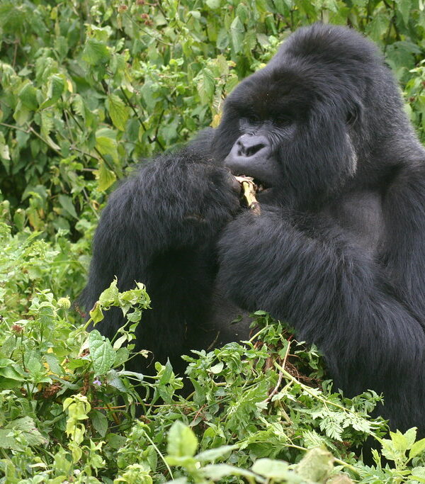 3 Days Bwindi Gorilla Tour