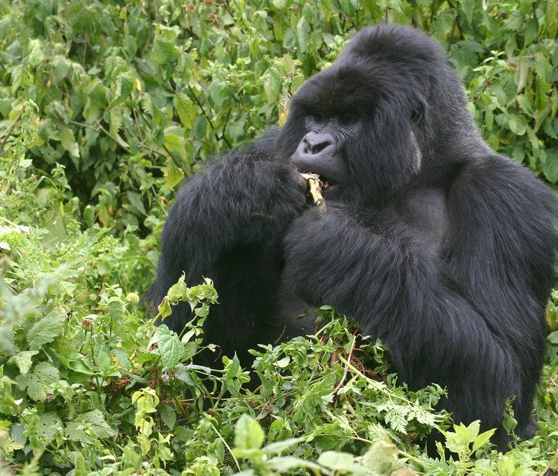3 Days Bwindi Gorilla Tour 3 Days Bwindi Gorilla Tour