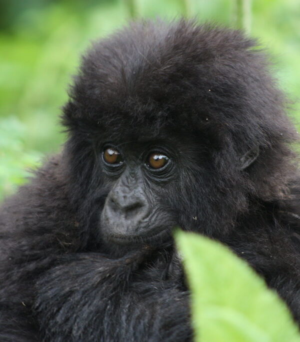 Gorillas