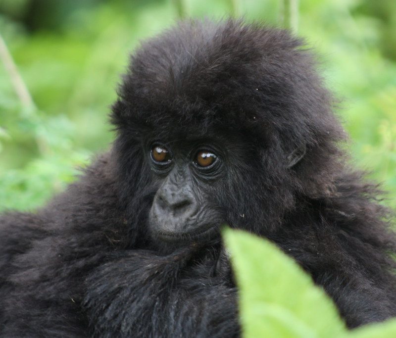 Gorillas Gorillas
