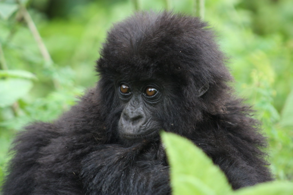 Gorillas