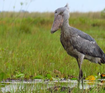 5 Reasons the Shoebill Should Be on Your Africa Bucket List