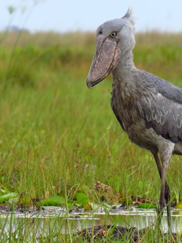 5 Reasons the Shoebill Should Be on Your Africa Bucket List