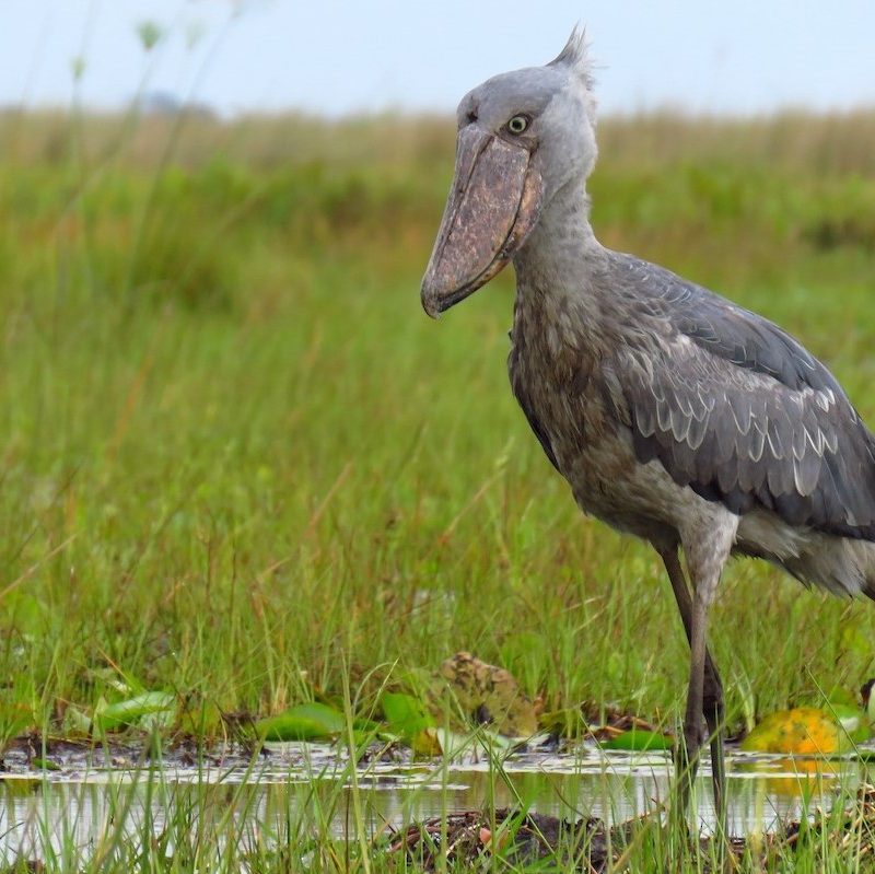 5 Reasons the Shoebill Should Be on Your Africa Bucket List