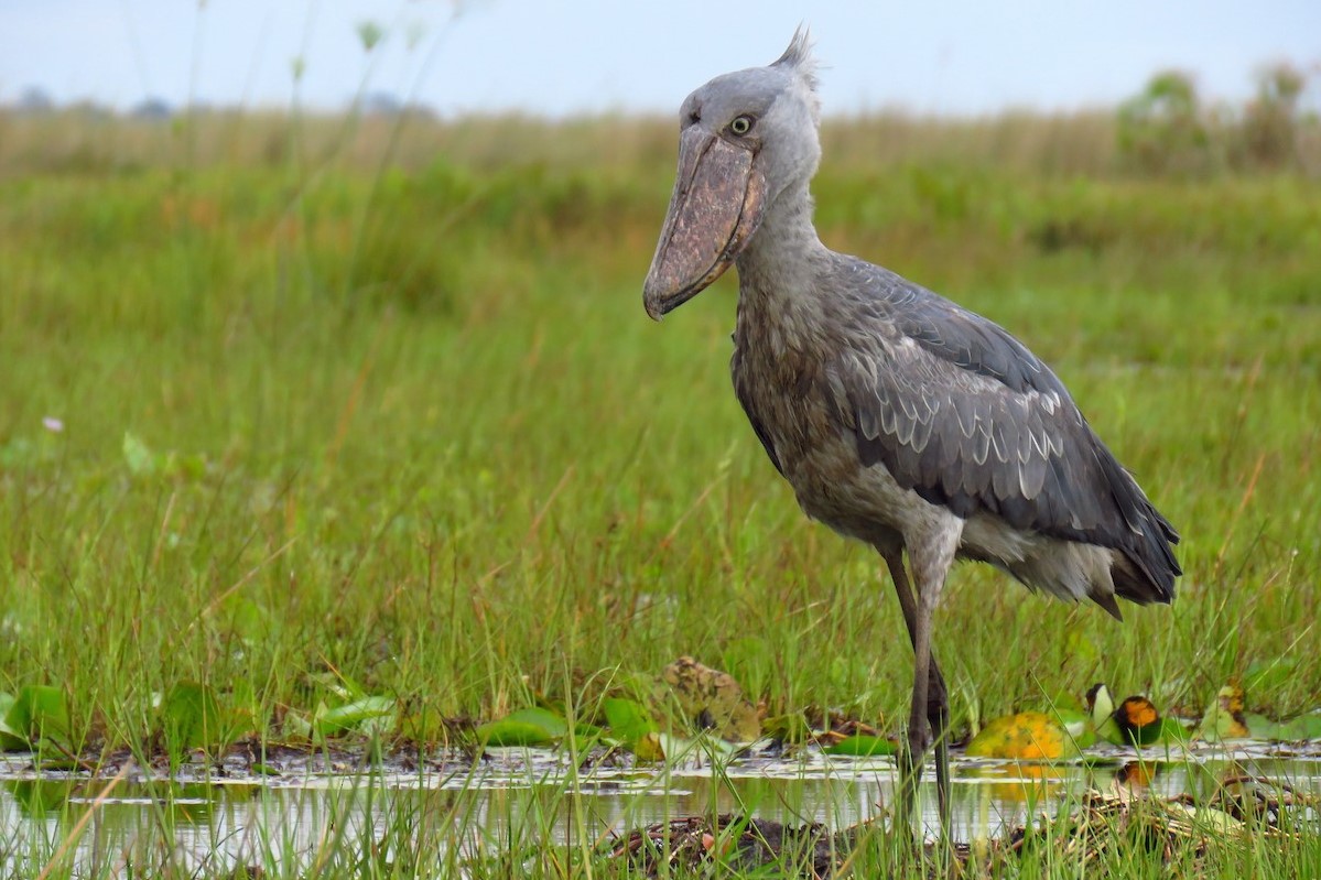 5 Reasons the Shoebill Should Be on Your Africa Bucket List