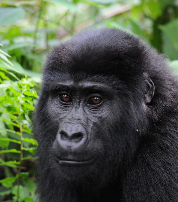 Gorillas