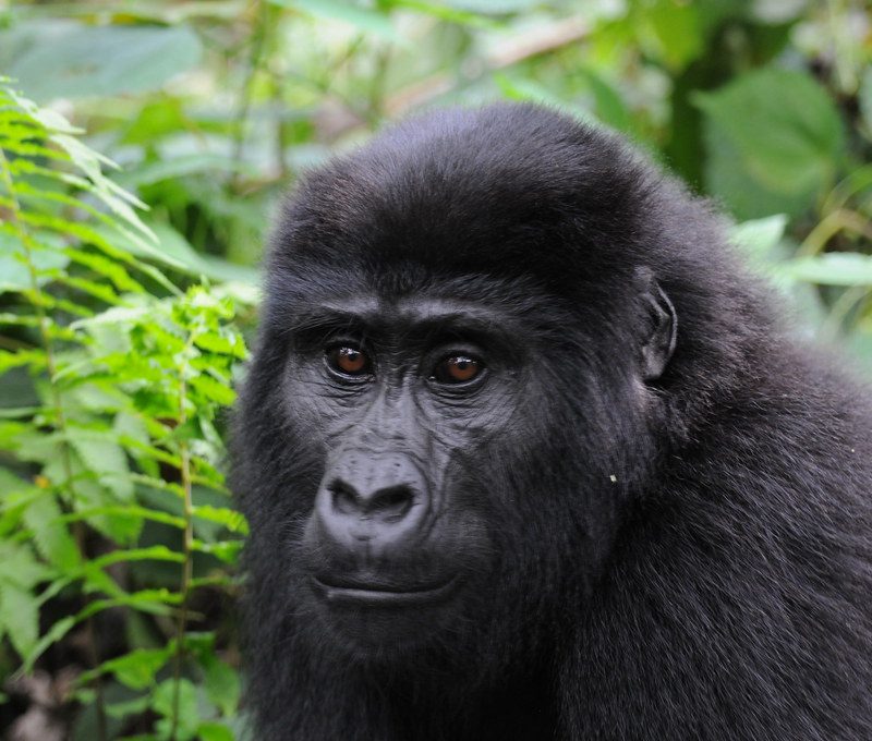5679943546_dc8f0ec9f8_b Gorillas