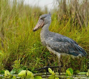 Myths and learn fascinating facts about Uganda's iconic wetland bird and its survival 