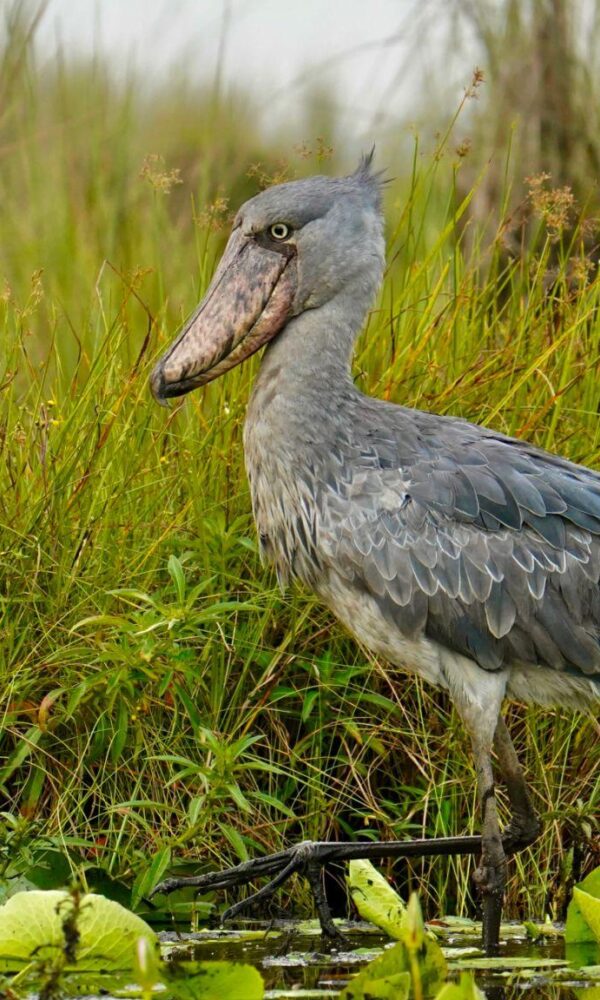 Myths and learn fascinating facts about Uganda's iconic wetland bird and its survival 