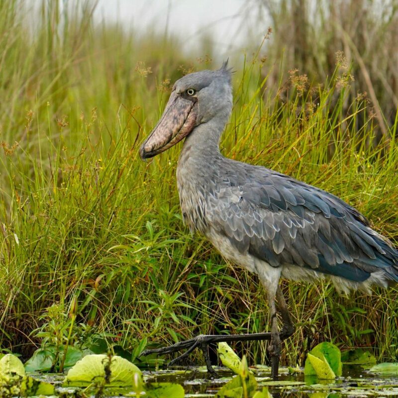 myths and learn fascinating facts about Uganda's iconic wetland bird and its survival.