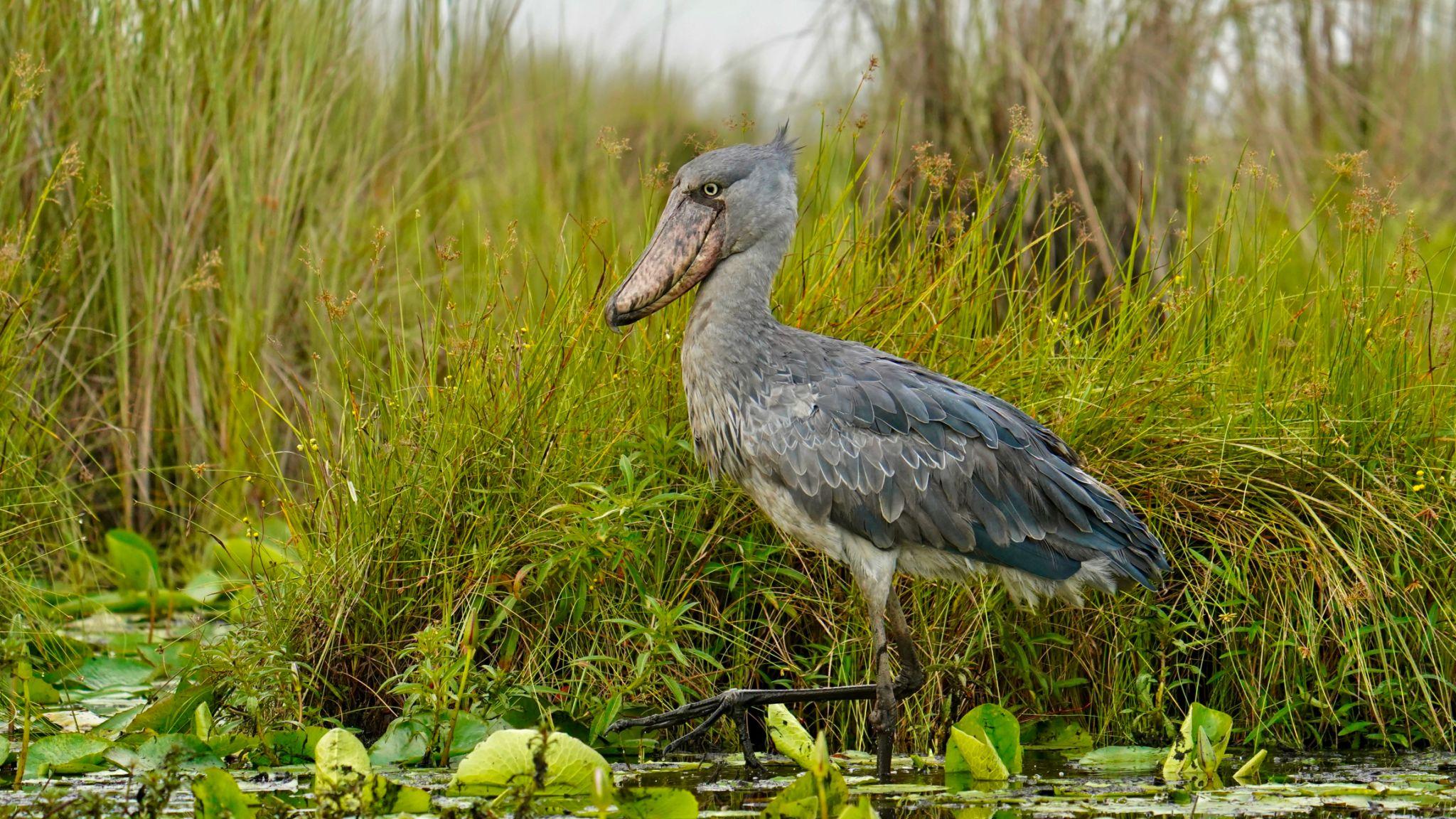 Myths and learn fascinating facts about Uganda's iconic wetland bird and its survival