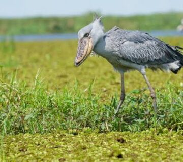 Patience and wetlands to unforgettable wildlife encounters that transform every Uganda adventure 