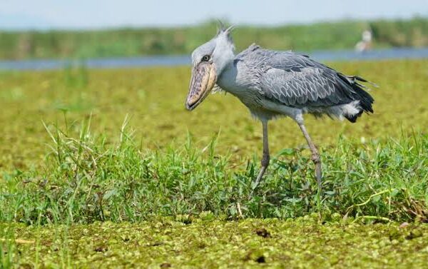 Patience and wetlands to unforgettable wildlife encounters that transform every Uganda adventure 