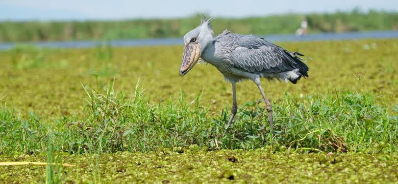 Patience and wetlands to unforgettable wildlife encounters that transform every Uganda adventure