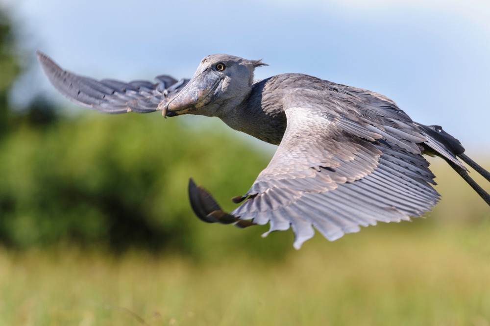 Shoebill bird flying gracefully above Uganda's wetlands during an early morning wildlife expedition adventure.