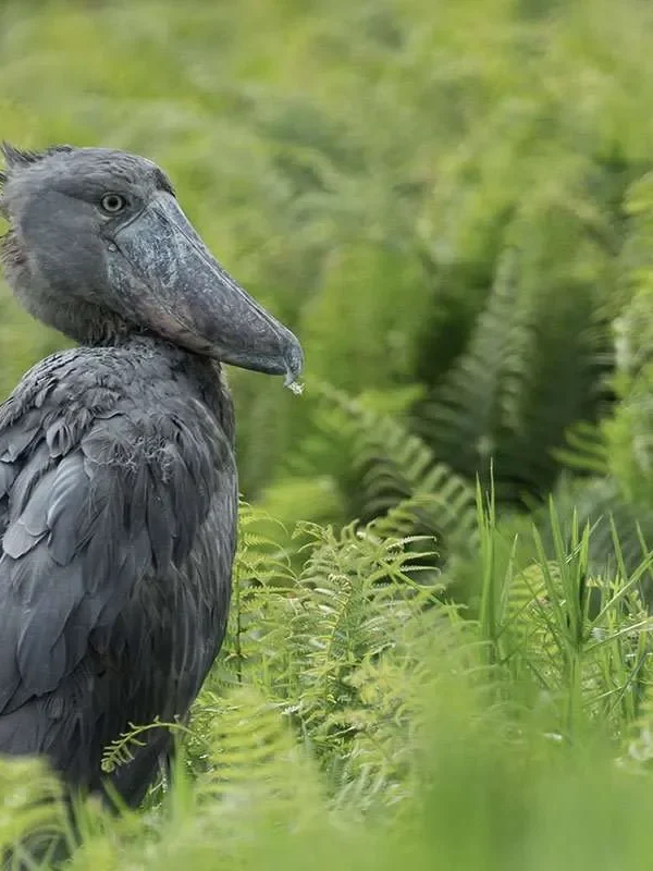 8 Uganda Wetlands Worth Visiting for the Shoebill Alone