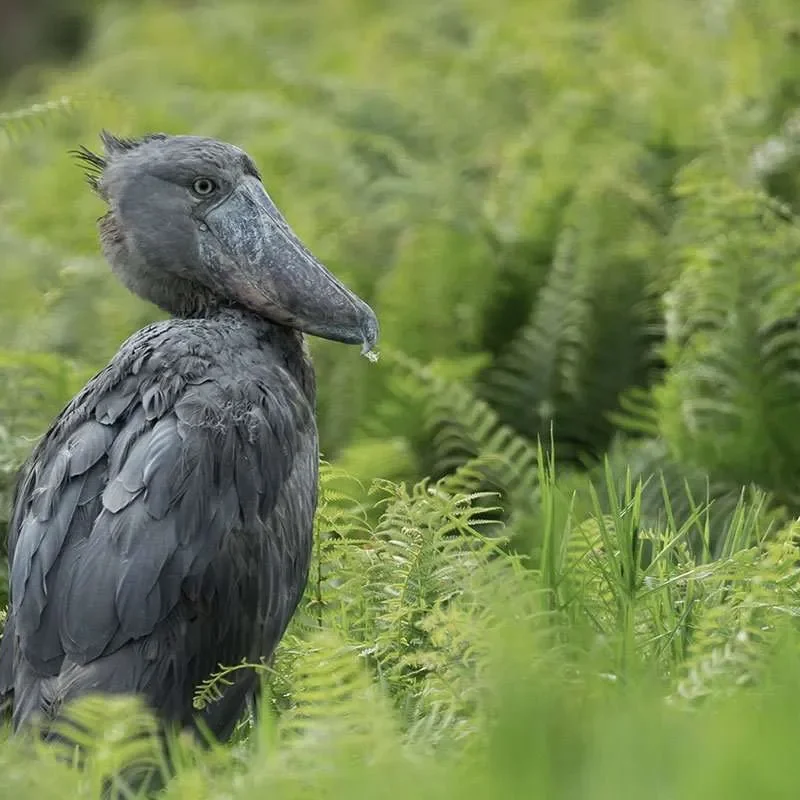 8 Uganda Wetlands Worth Visiting for the Shoebill Alone
