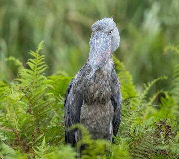 9 Photos That Prove the Shoebill Is Uganda's Weirdest Bird