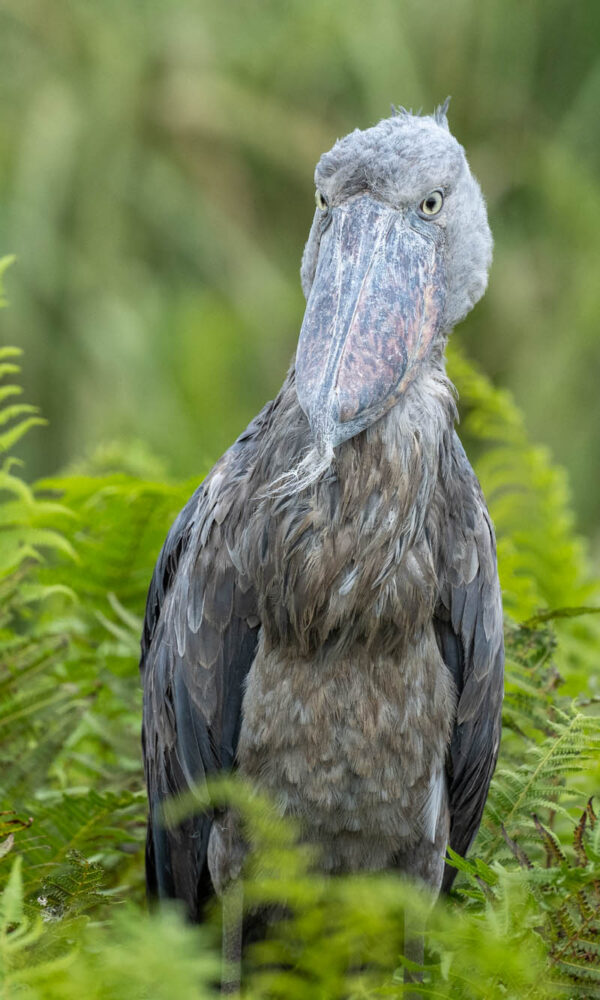 9 Photos That Prove the Shoebill Is Uganda's Weirdest Bird