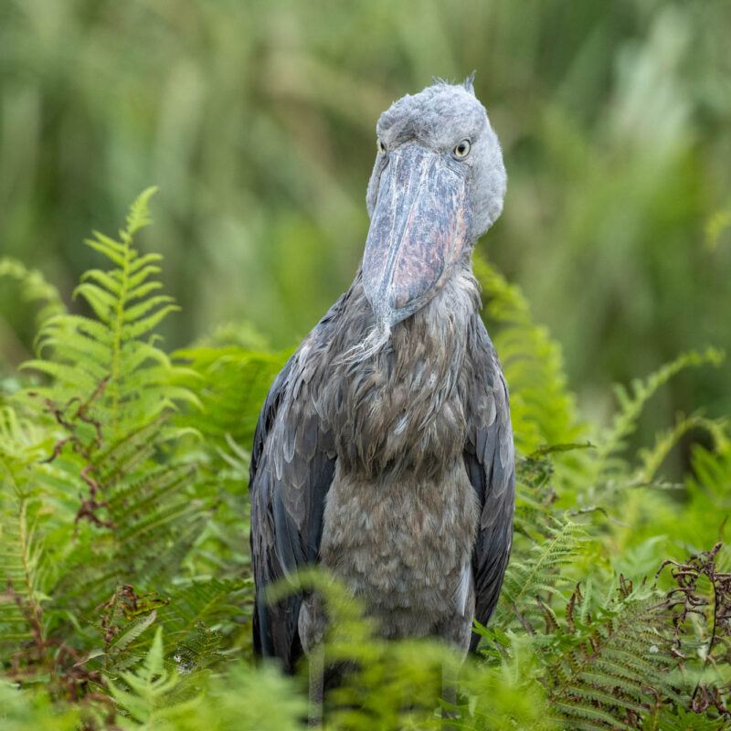 9 Photos That Prove the Shoebill Is Uganda's Weirdest Bird