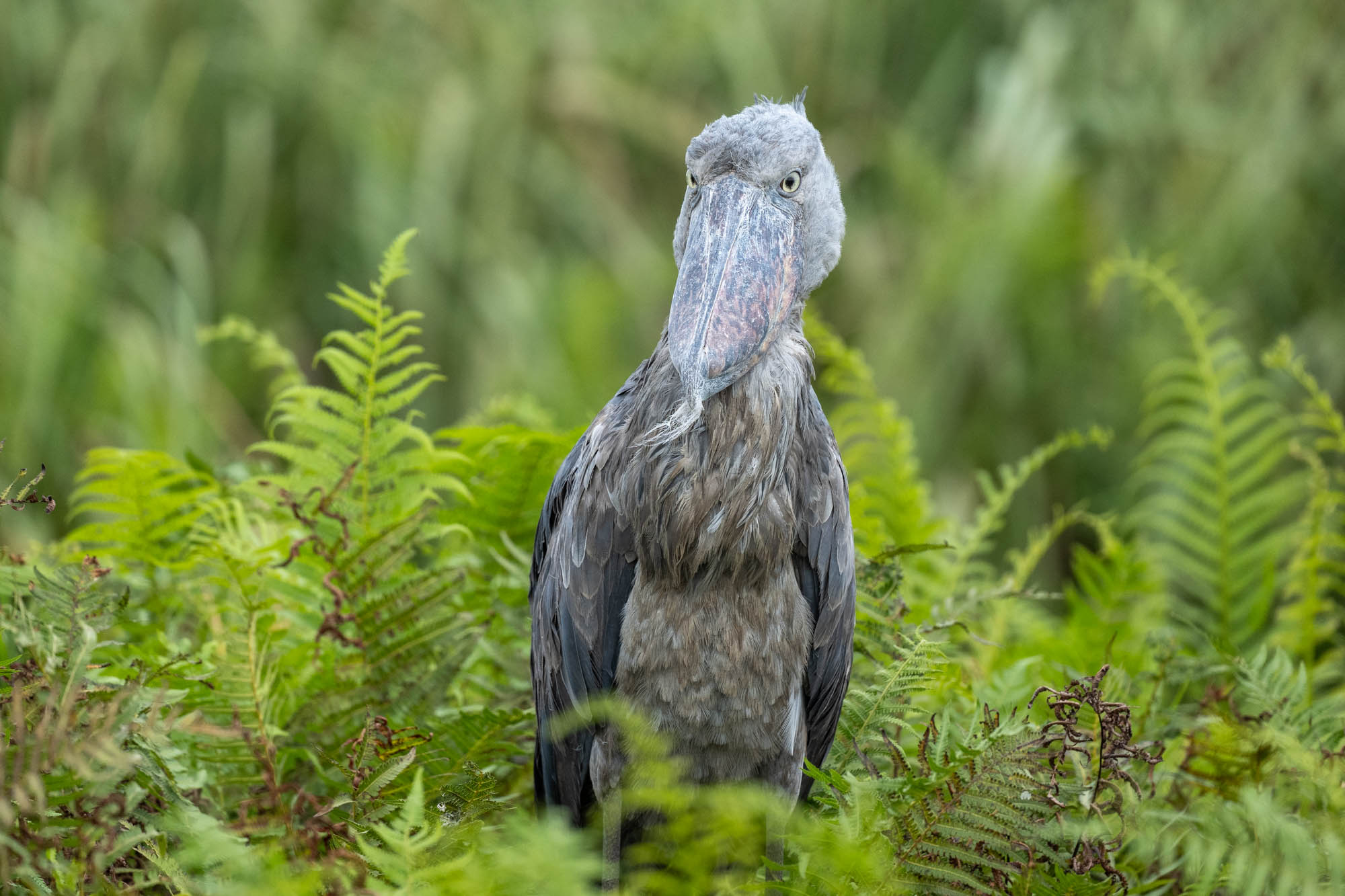 9 Photos That Prove the Shoebill Is Uganda's Weirdest Bird