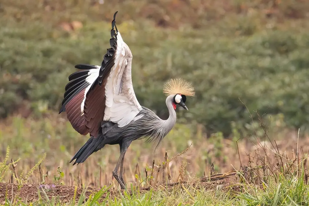 Bird flying over Uganda’s wetlands during a five-day birding safari.