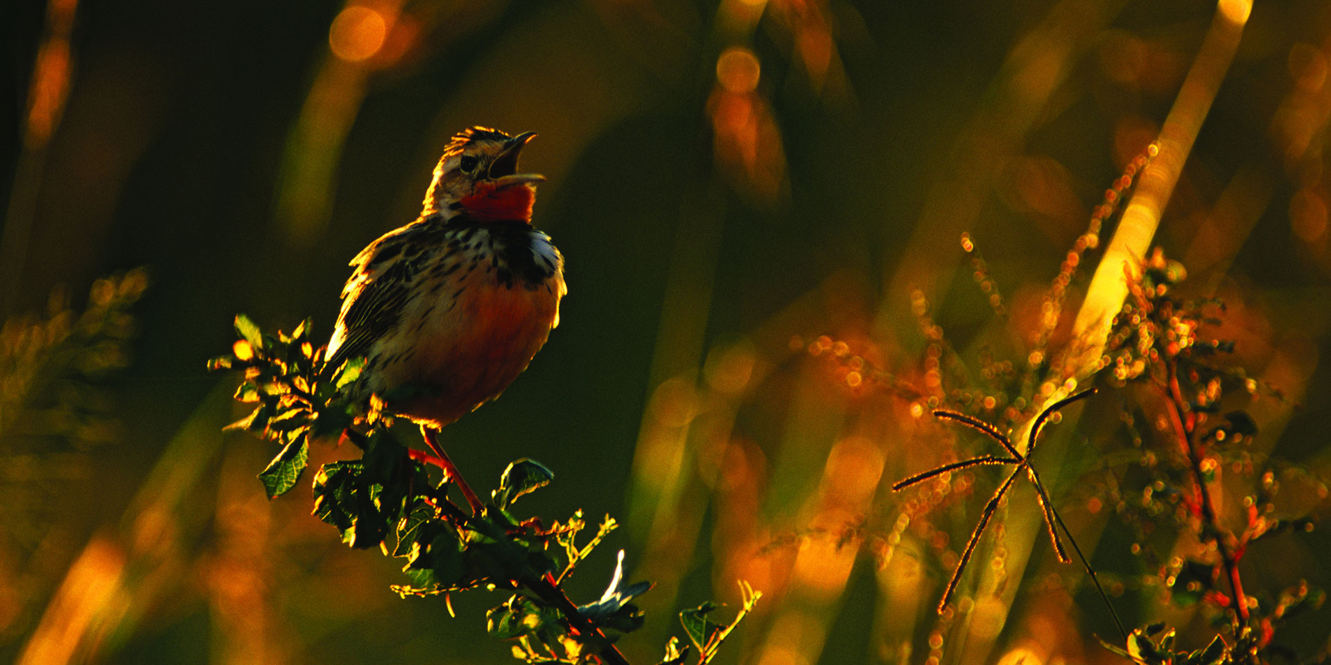 Aberdare highland forest with colorful birds among Kenya's misty mountain vegetation and bamboo trees.