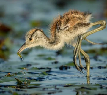African Jacana: The Lily Trotter of East African Wetlands