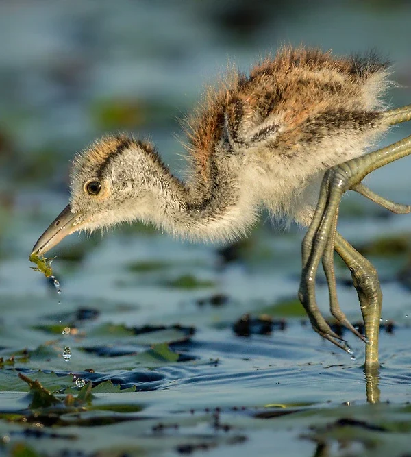 African Jacana: The Lily Trotter of East African Wetlands